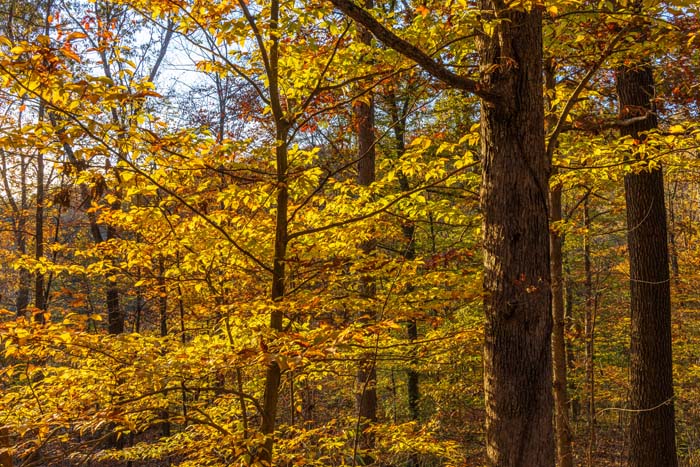 Golden autumn foliage surrounding Peach Tree Lodge