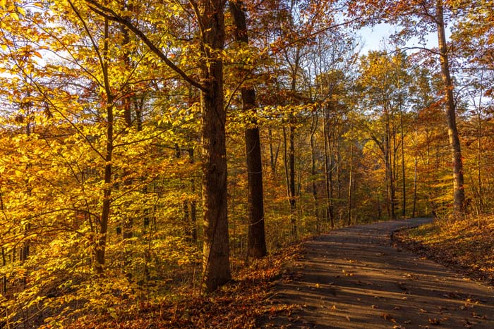 Fall woods and sunlight near Peach Tree Lodge