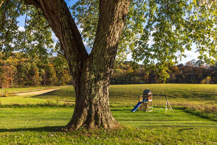 Shade tree and playground in the field