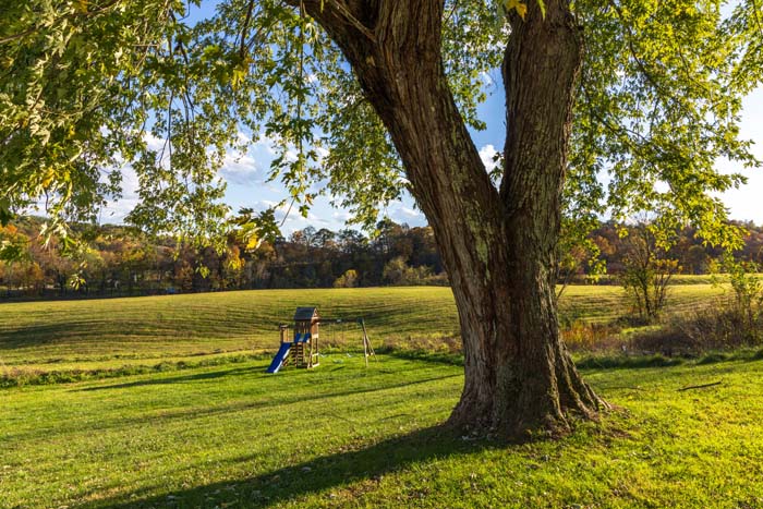 Open lawn with tree and distant playground