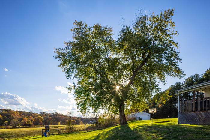 Large tree in the yard beside the farmhouse