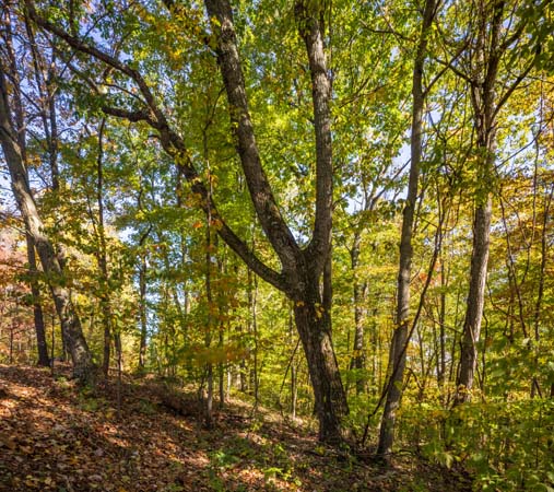 Bent Tree Cabin offering secluded nature getaway in Hocking Hills Ohio