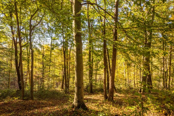 King bed and bunk beds in rec room at Bluebird Cabin